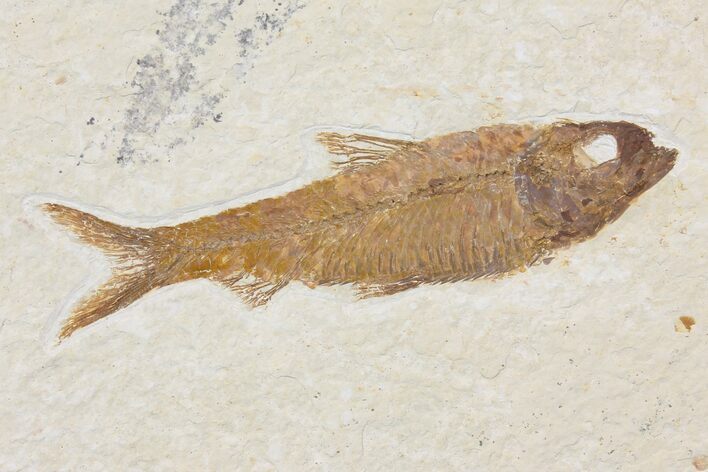 Detailed Fossil Fish (Knightia) - Wyoming #116778